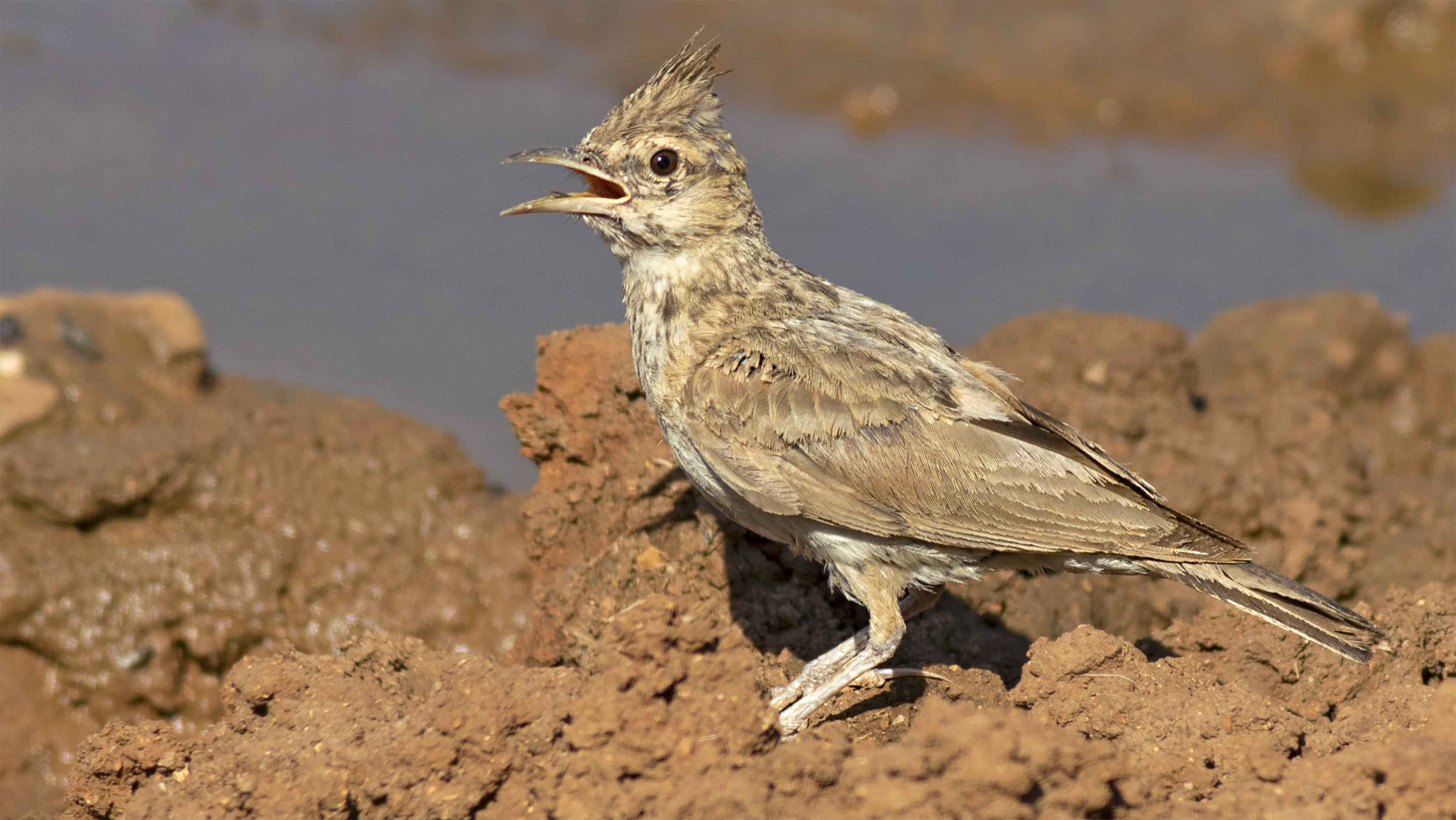 Crested Lark